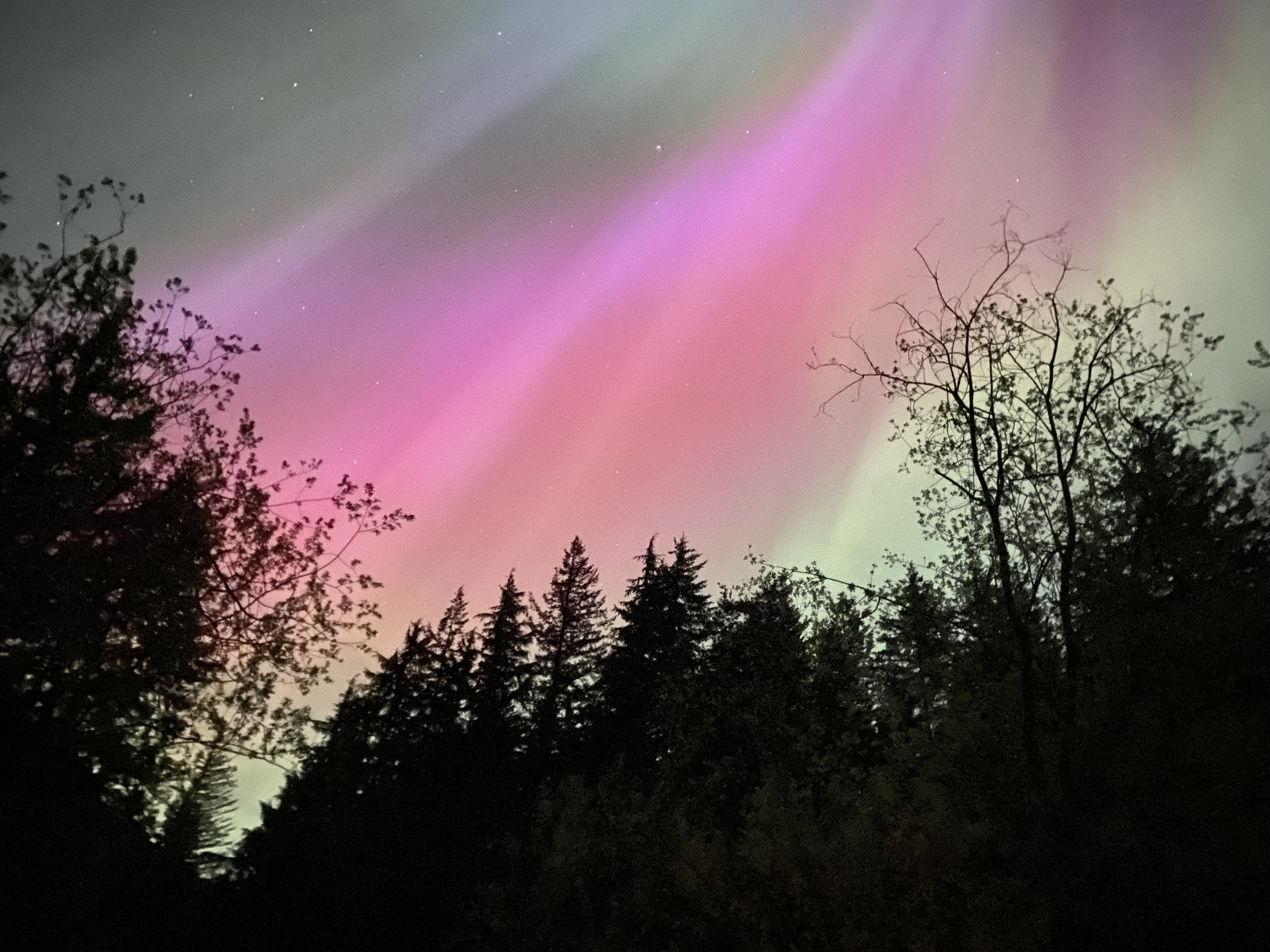 Pink and green aurora above a dark forest in British Columbia.