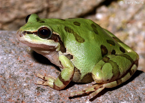 A green Dryophytes wrightorum frog resting on a rock.