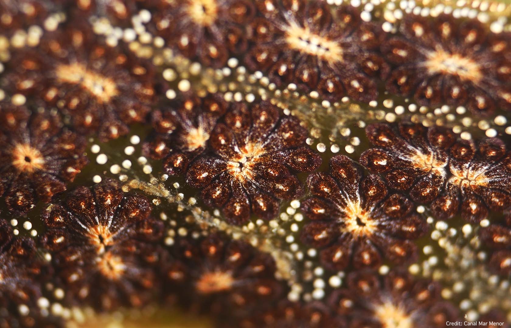 A close-up of golden star tunicate colonies.