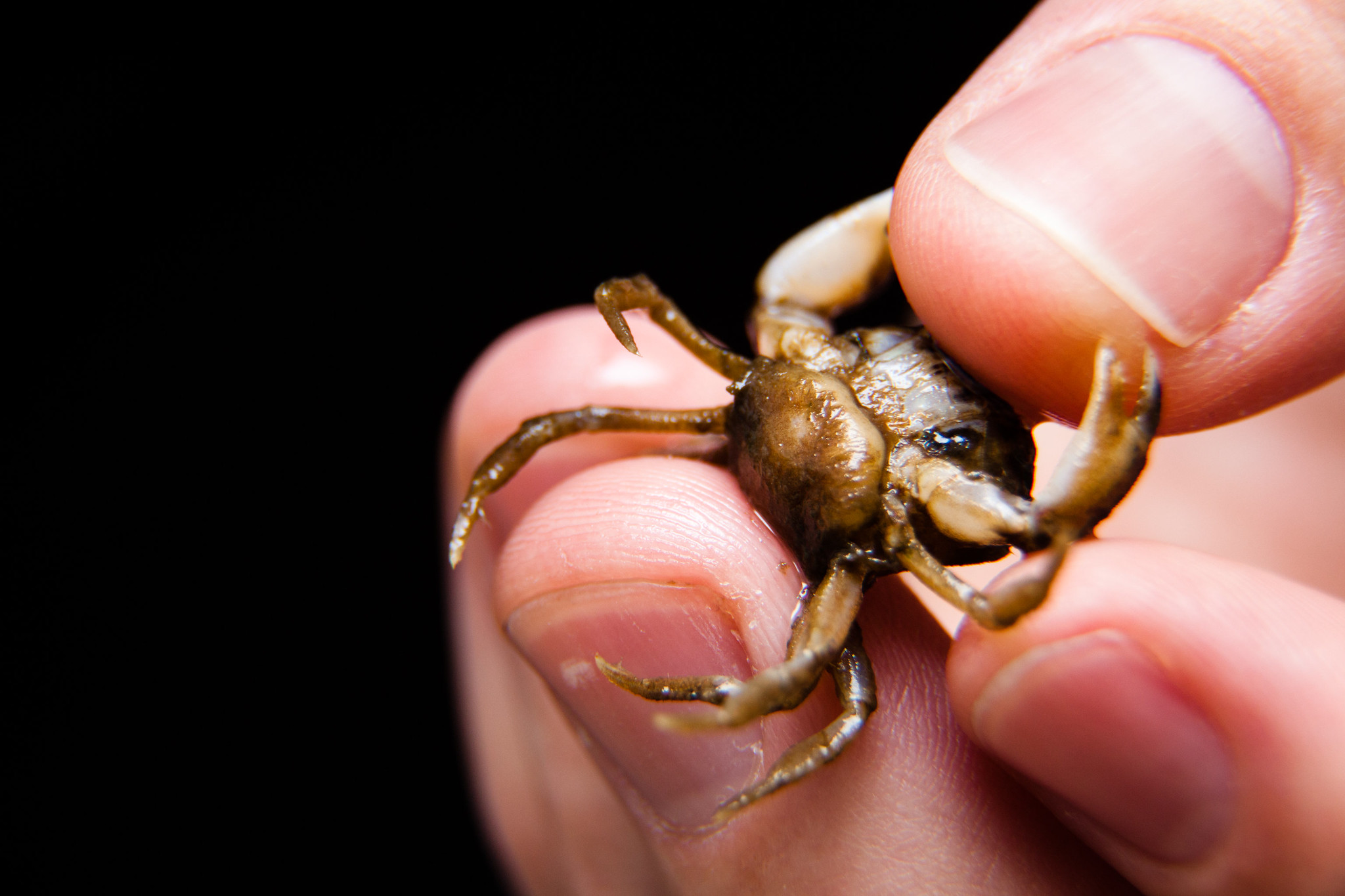 A mud crab infected by a parasitic barnacle held between a person's fingers.