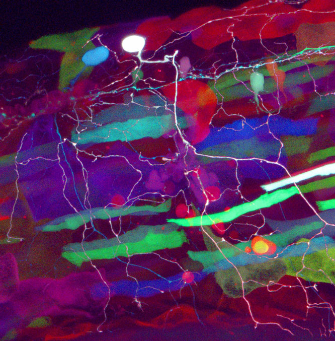 Zebrafish Neurobiology Research Photos cover image