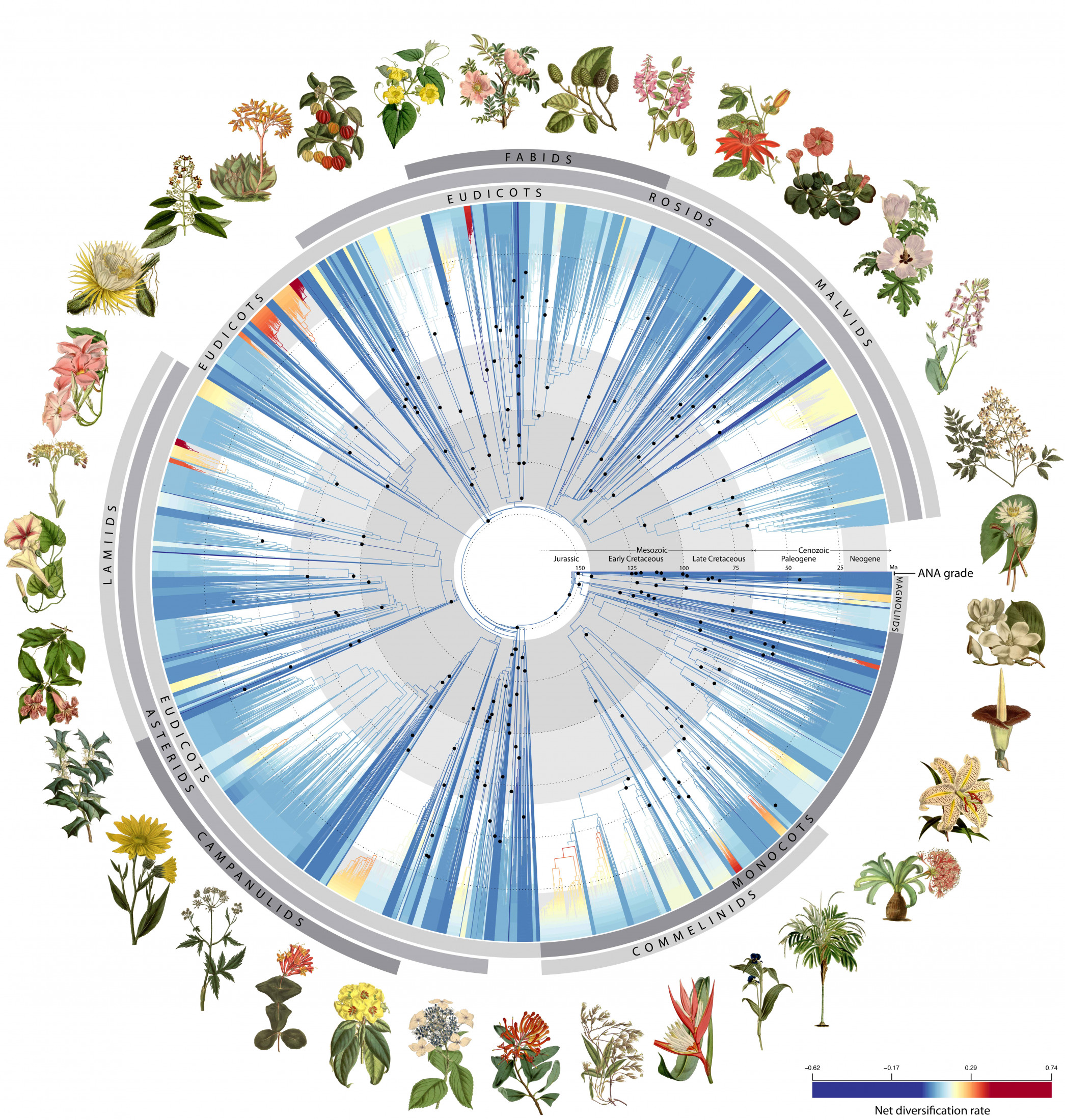 Plant phylogeny