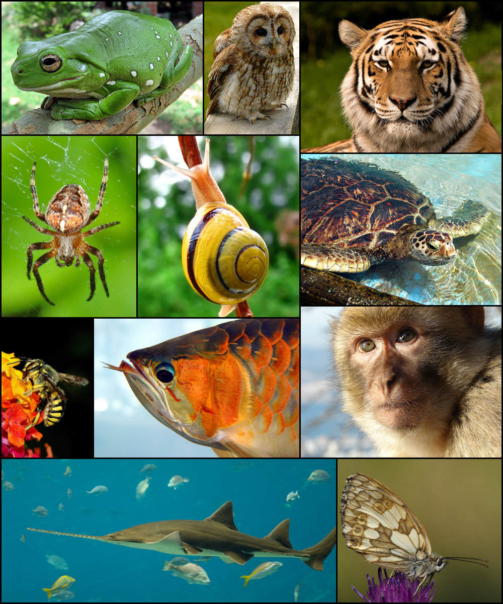 Collage of animal diversity.