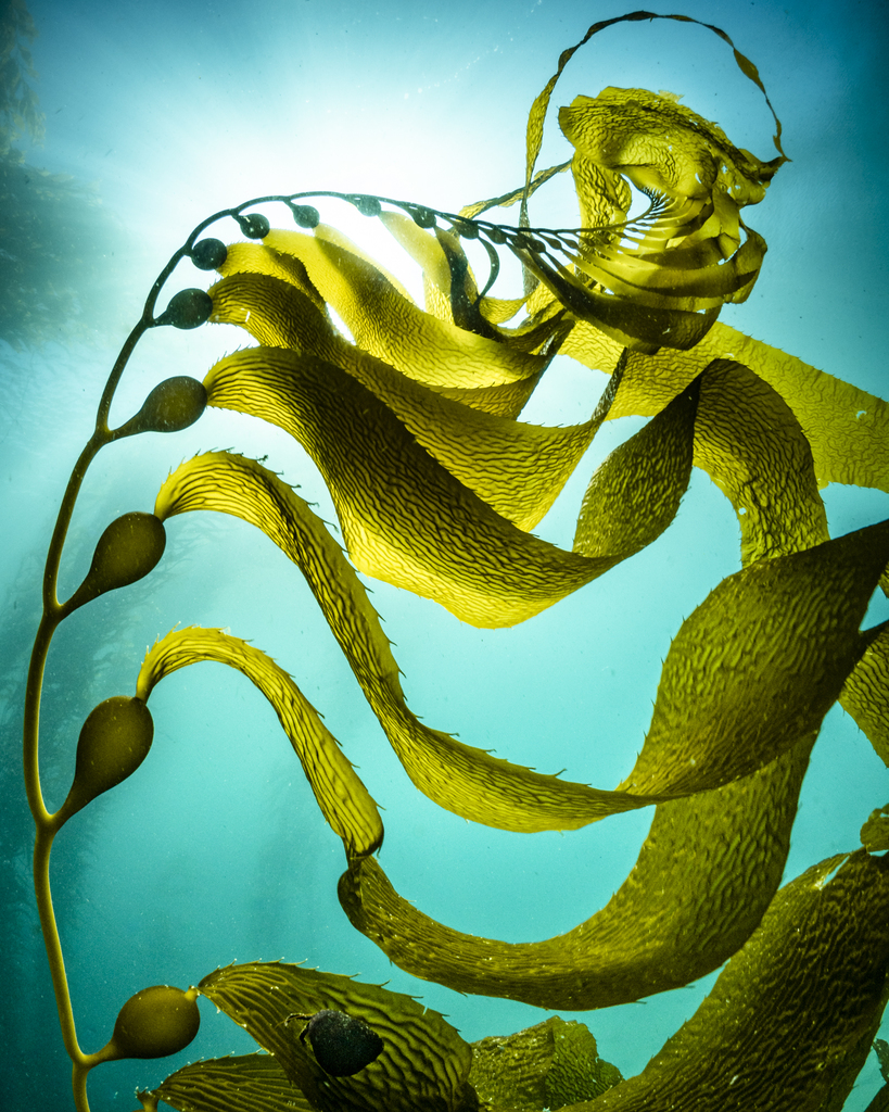 Giant kelp blades and gas-filled floats underwater.