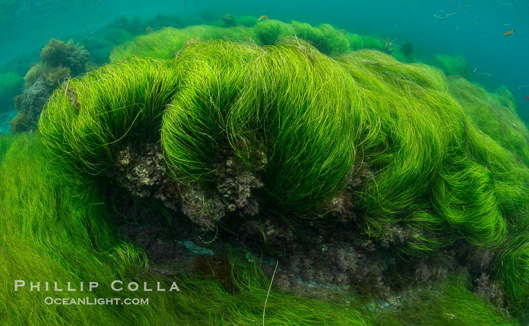 A dense bed of bright green surfgrass growing underwater.