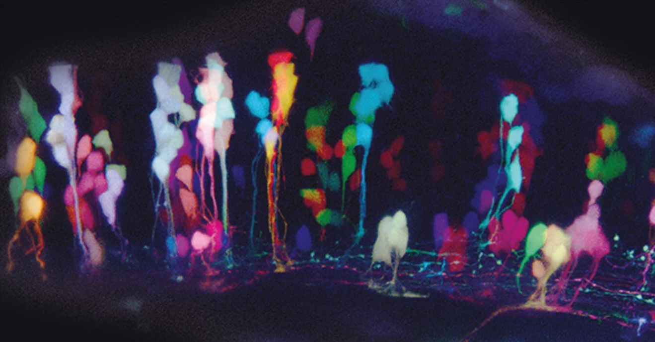 Brainbow radial clones
